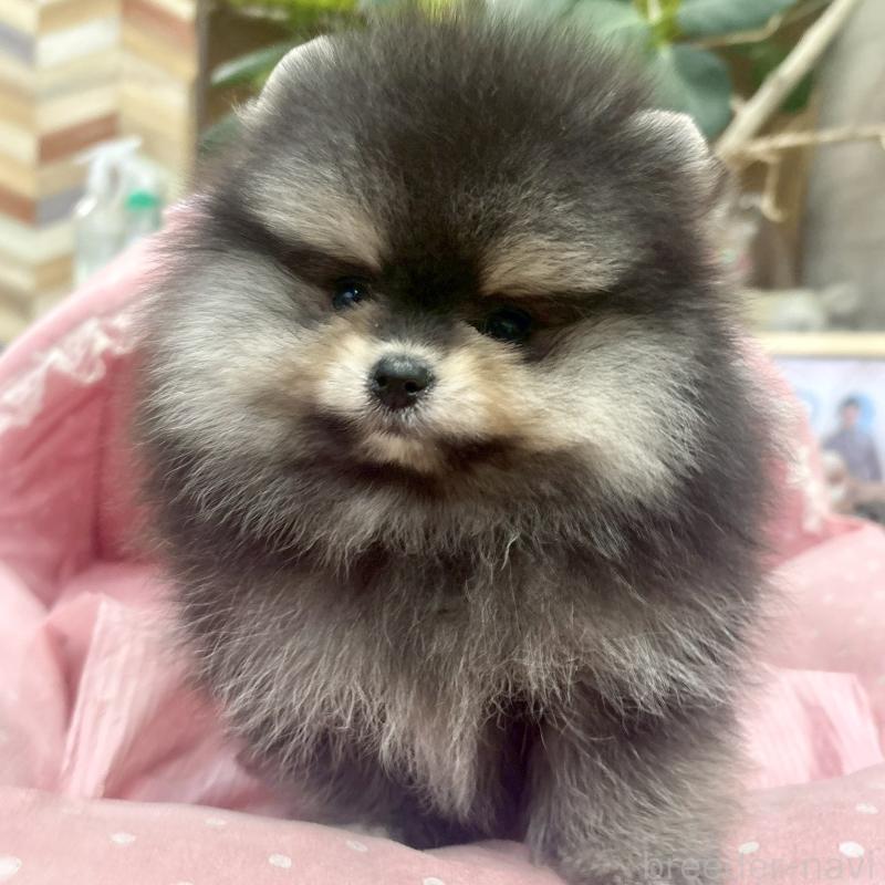 販売中の大阪府のポメラニアン-427208の5枚目