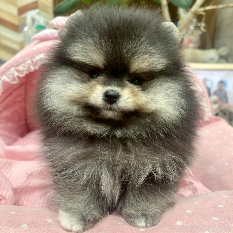 販売中の大阪府のポメラニアン-427208の4枚目