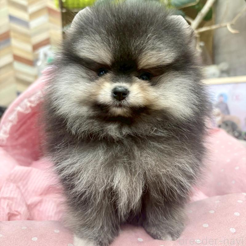 販売中の大阪府のポメラニアン-427208の3枚目