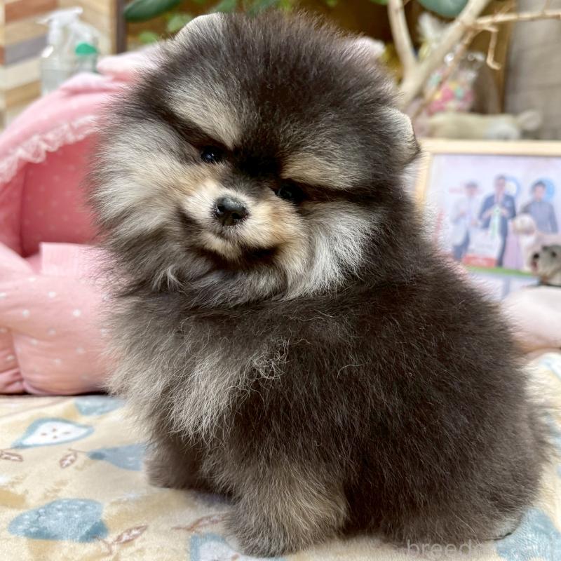 販売中の大阪府のポメラニアン-427208の2枚目