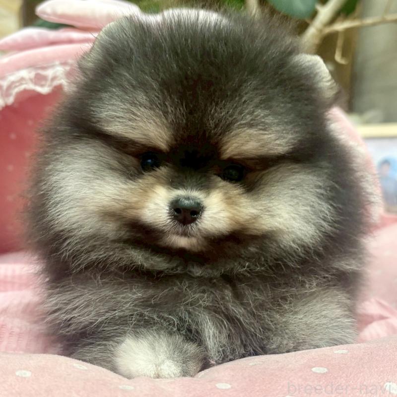 販売中の大阪府のポメラニアン-427208