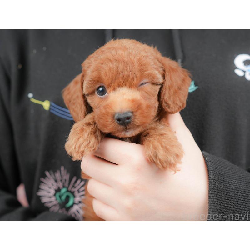 販売中の群馬県のトイプードル-427211の8枚目