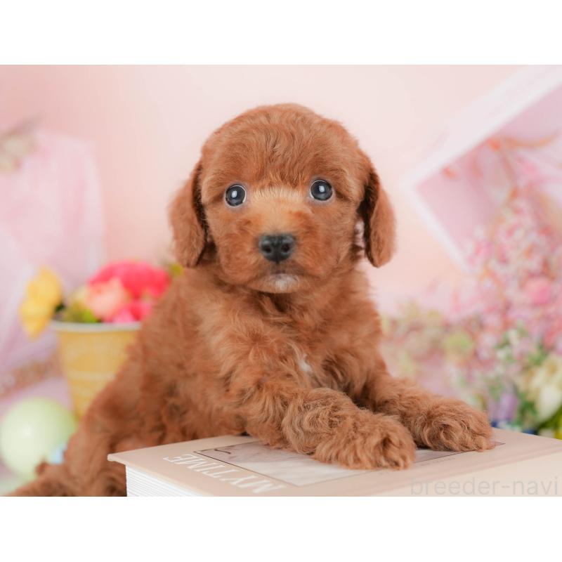 販売中の群馬県のトイプードル-427211の7枚目