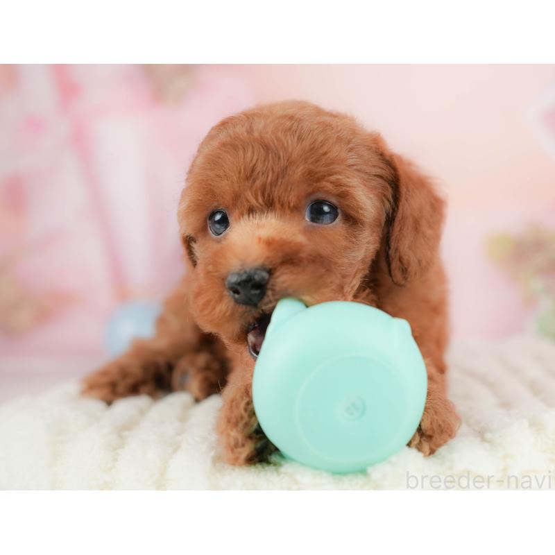 販売中の群馬県のトイプードル-427211の5枚目