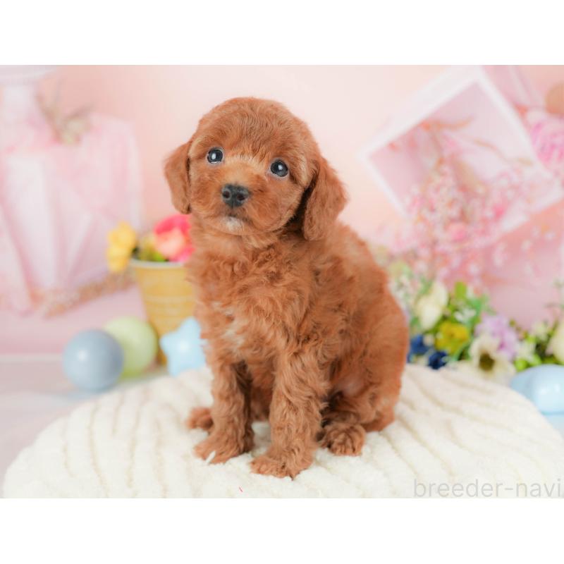 販売中の群馬県のトイプードル-427211の4枚目