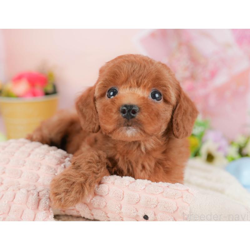 販売中の群馬県のトイプードル-427211の3枚目