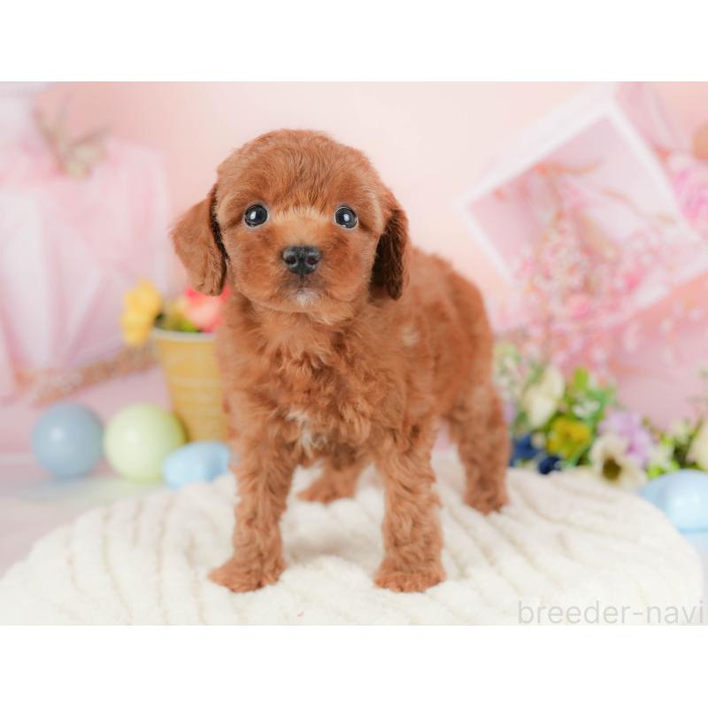 販売中の群馬県のトイプードル-427211の2枚目