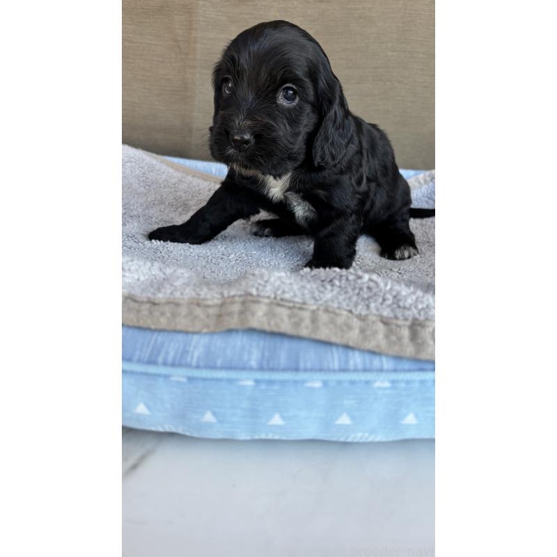 商談中の茨城県のイングリッシュコッカースパニエル-427212の6枚目