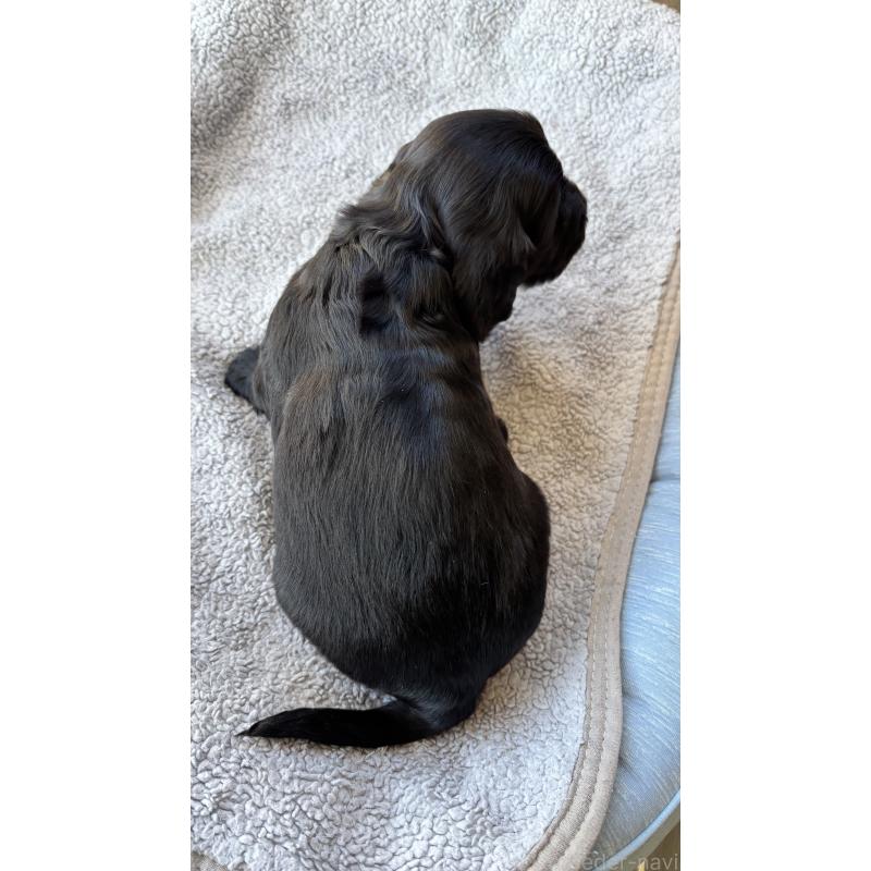 商談中の茨城県のイングリッシュコッカースパニエル-427212の5枚目