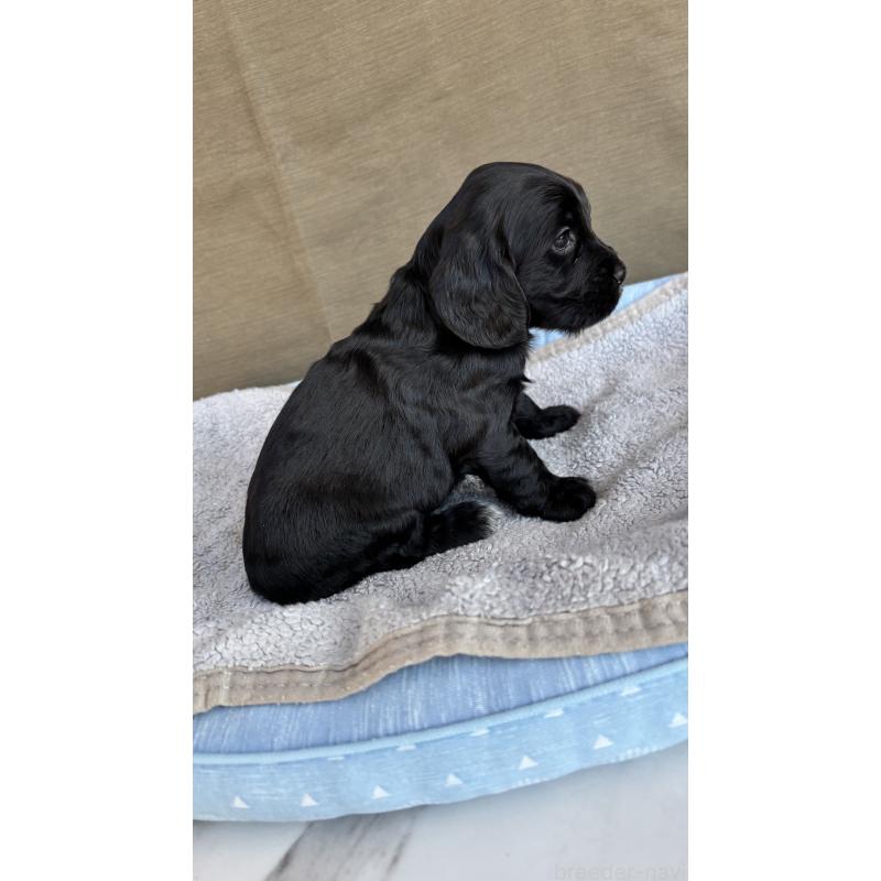 商談中の茨城県のイングリッシュコッカースパニエル-427212の4枚目