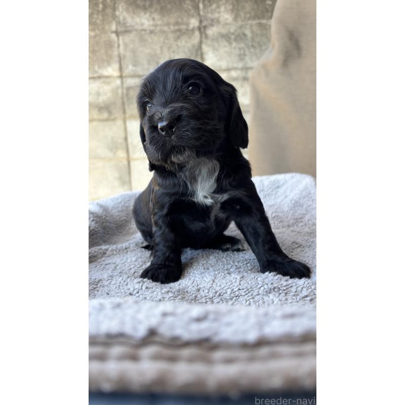 商談中の茨城県のイングリッシュコッカースパニエル-427212の3枚目