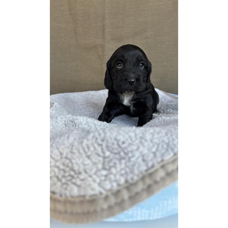 商談中の茨城県のイングリッシュコッカースパニエル-427212の2枚目