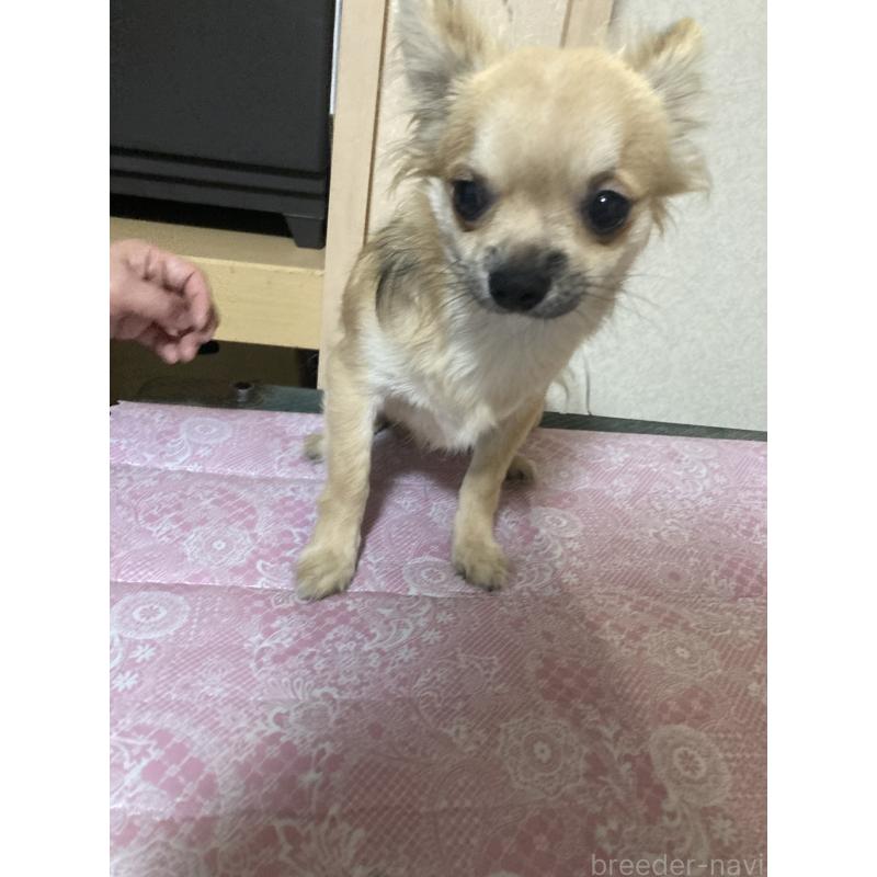 販売中の千葉県のチワワ(ロングコート)-408658の13枚目