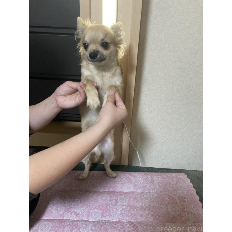 販売中の千葉県のチワワ(ロングコート)-408658の12枚目