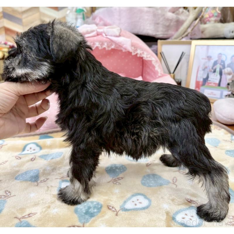 販売中の大阪府のミニチュアシュナウザー-427213の9枚目