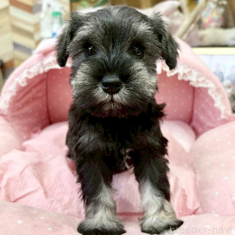 販売中の大阪府のミニチュアシュナウザー-427213の8枚目