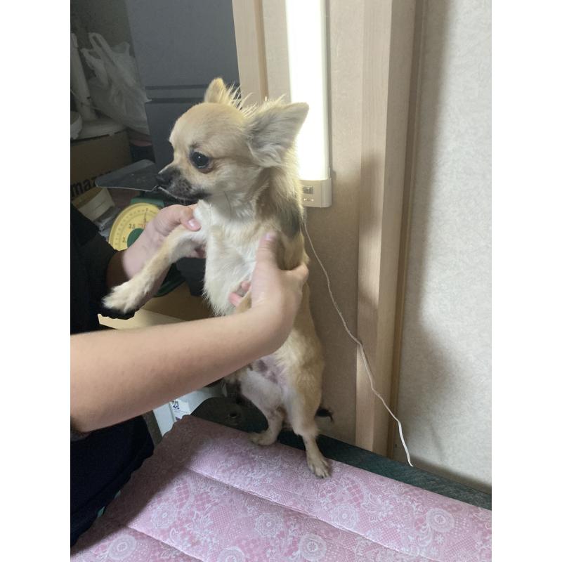 販売中の千葉県のチワワ(ロングコート)-408658の11枚目