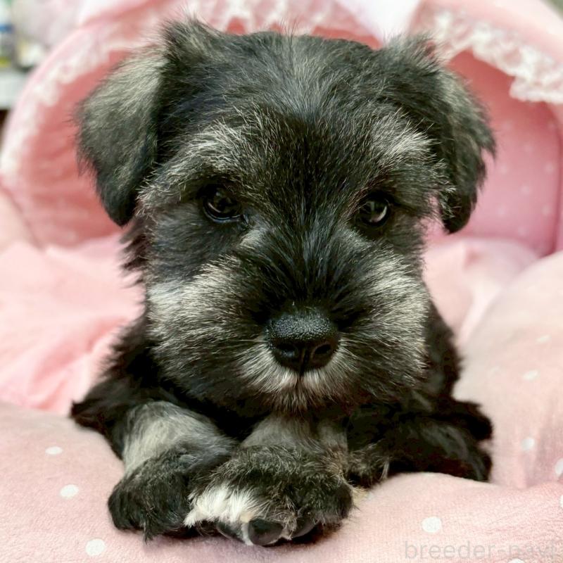 販売中の大阪府のミニチュアシュナウザー-427213の6枚目