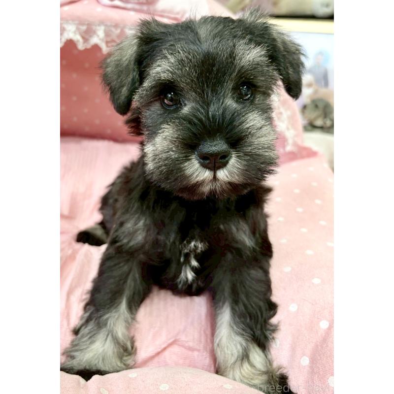 販売中の大阪府のミニチュアシュナウザー-427213の5枚目