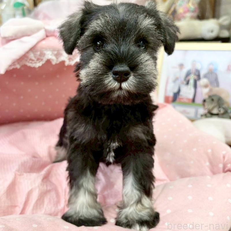 販売中の大阪府のミニチュアシュナウザー-427213の4枚目