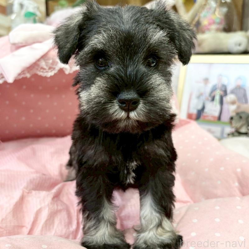 販売中の大阪府のミニチュアシュナウザー-427213の3枚目