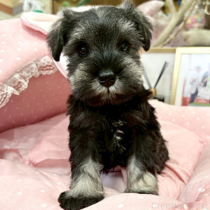 販売中の大阪府のミニチュアシュナウザー-427213の2枚目