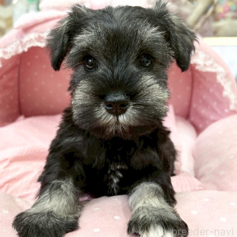 販売中の大阪府のミニチュアシュナウザー-427213の1枚目