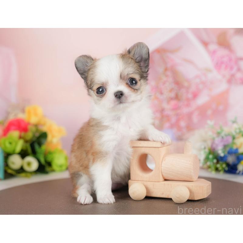 販売中の群馬県のチワワ(ロングコート)-427215の1枚目