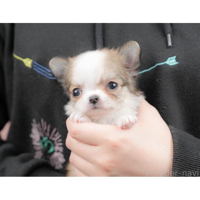 販売中の群馬県のチワワ(ロングコート)-427215の8枚目