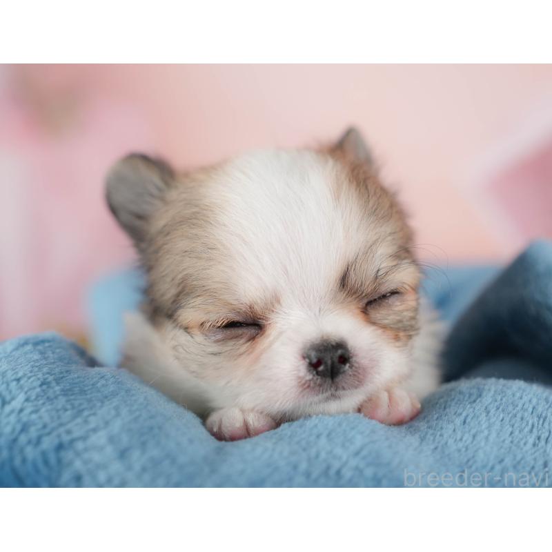 販売中の群馬県のチワワ(ロングコート)-427215の7枚目