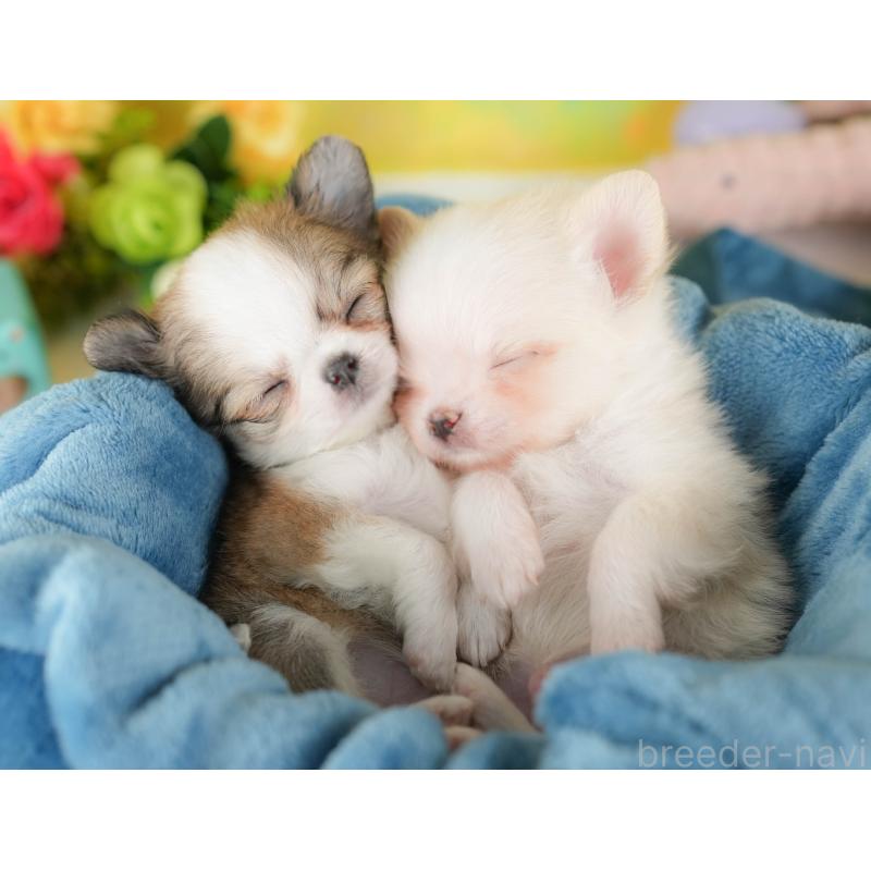 販売中の群馬県のチワワ(ロングコート)-427215の6枚目