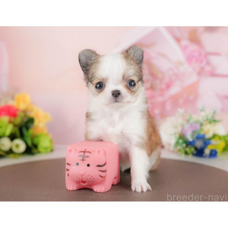 販売中の群馬県のチワワ(ロングコート)-427215の4枚目