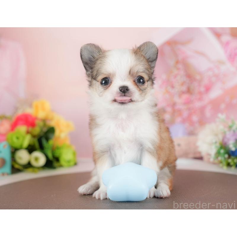 販売中の群馬県のチワワ(ロングコート)-427215の3枚目