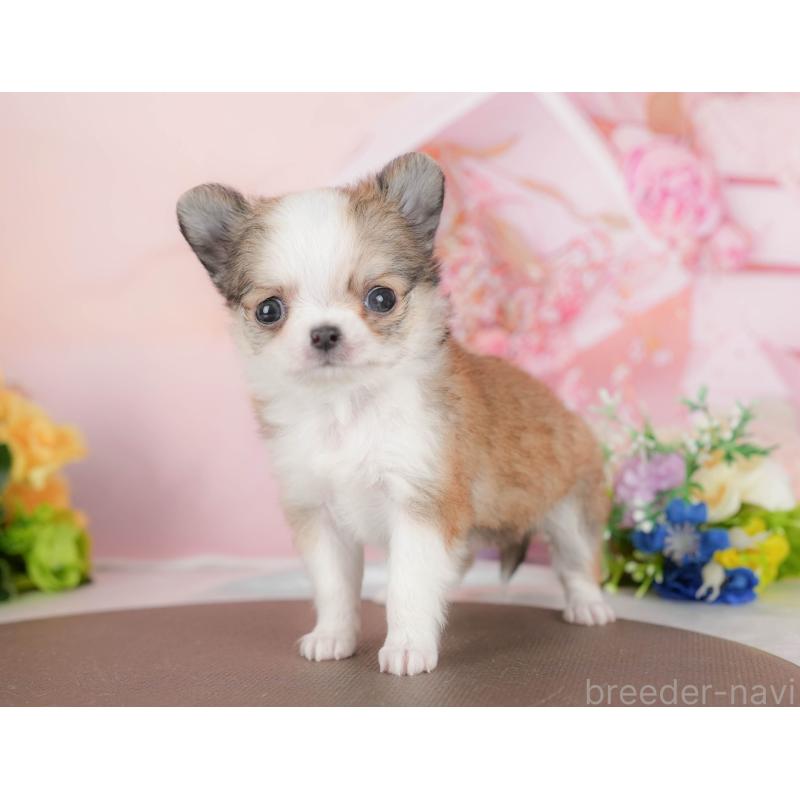 販売中の群馬県のチワワ(ロングコート)-427215の2枚目