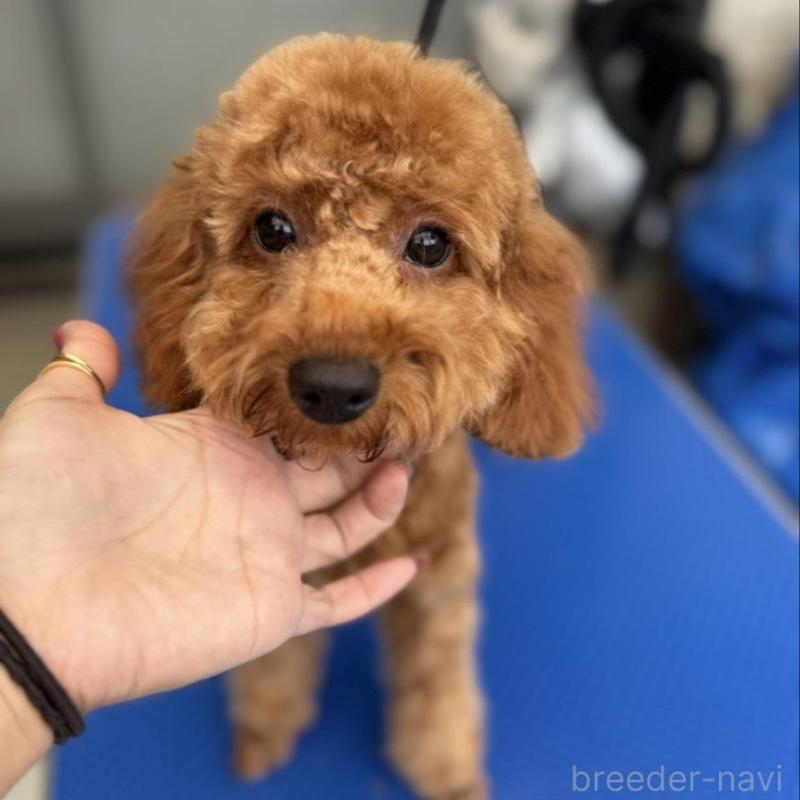 販売中ののトイプードル-427214