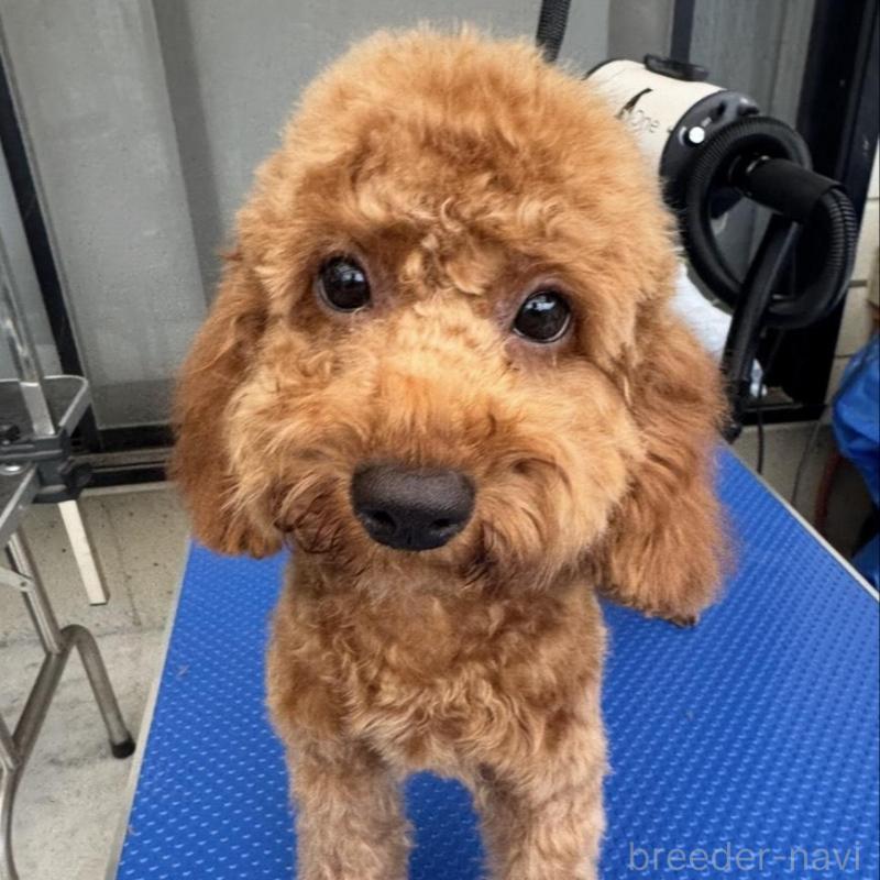 販売中の群馬県のトイプードル-427214の2枚目