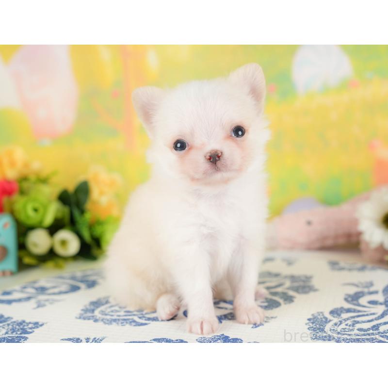 販売中の群馬県のチワワ(ロングコート)-427217