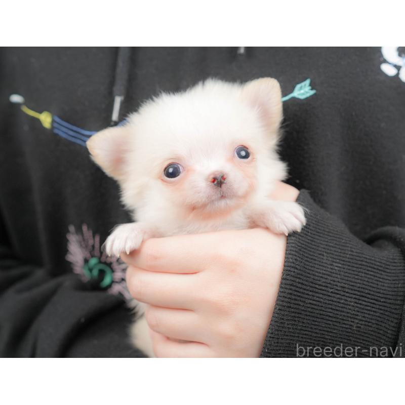 販売中の群馬県のチワワ(ロングコート)-427217の8枚目