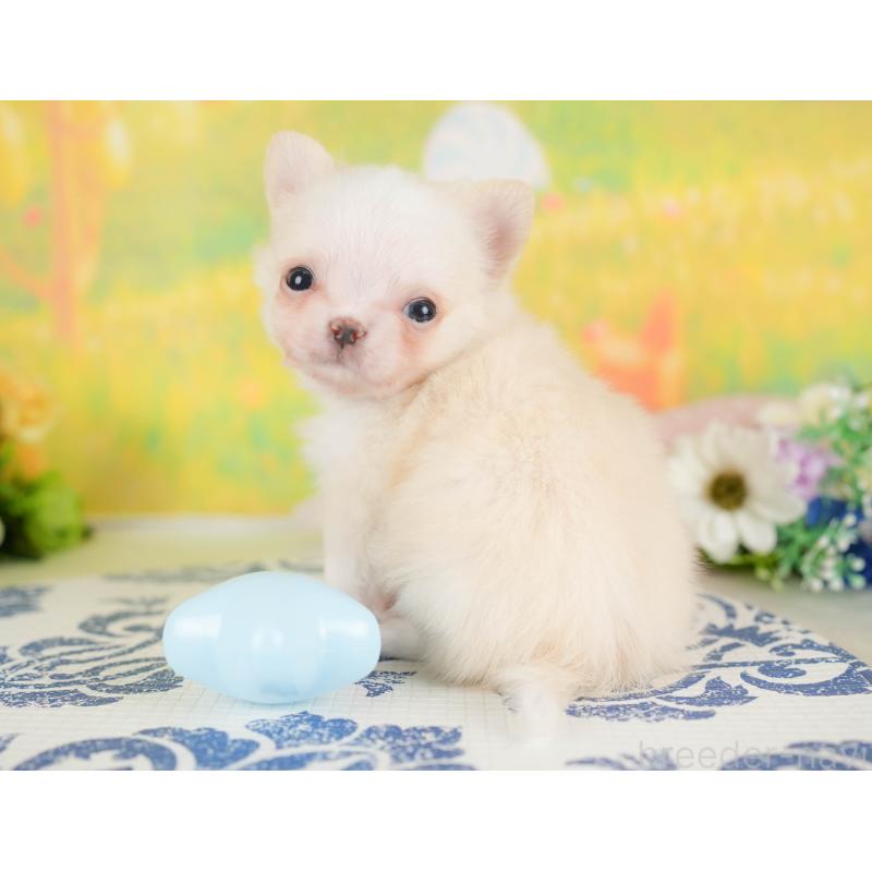 販売中の群馬県のチワワ(ロングコート)-427217の5枚目