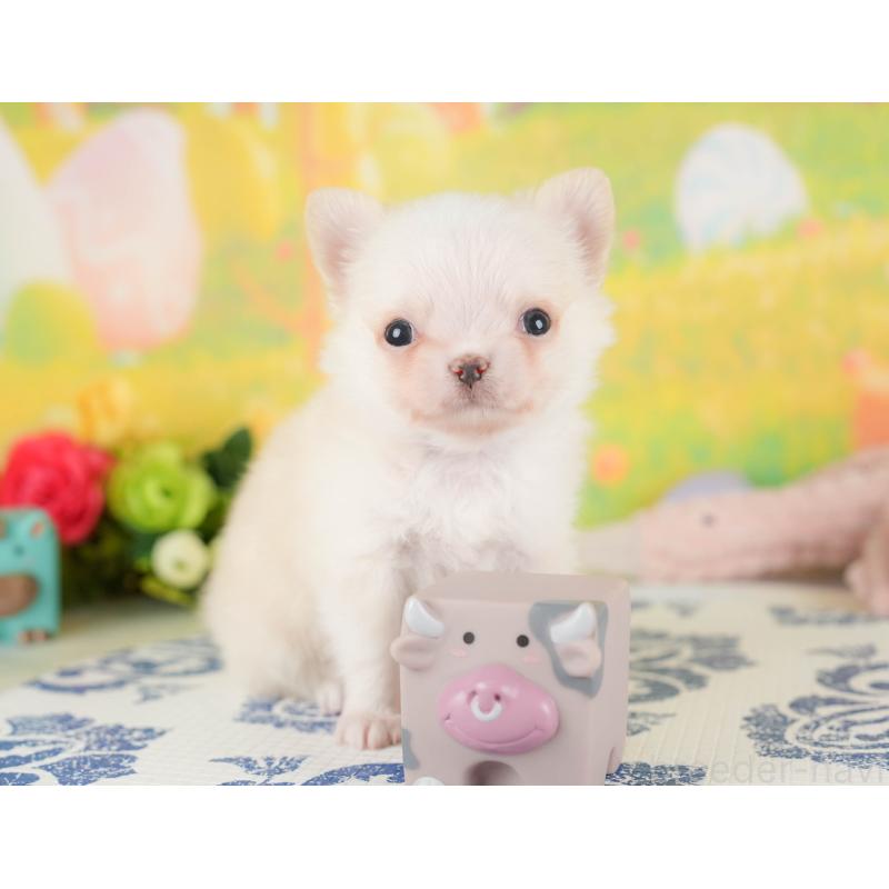 販売中の群馬県のチワワ(ロングコート)-427217の4枚目