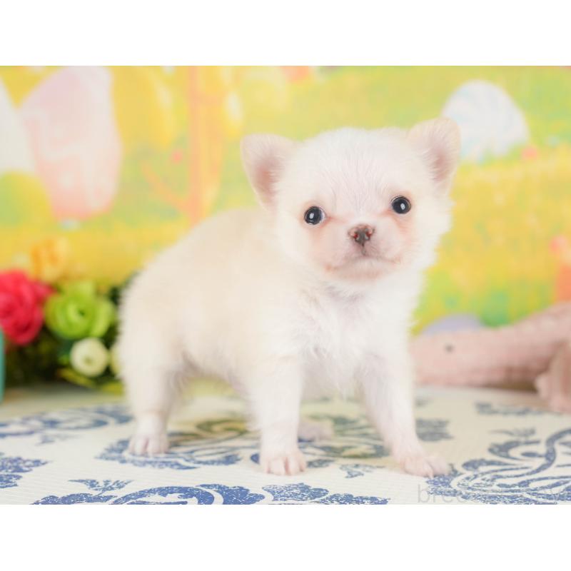 販売中の群馬県のチワワ(ロングコート)-427217の3枚目