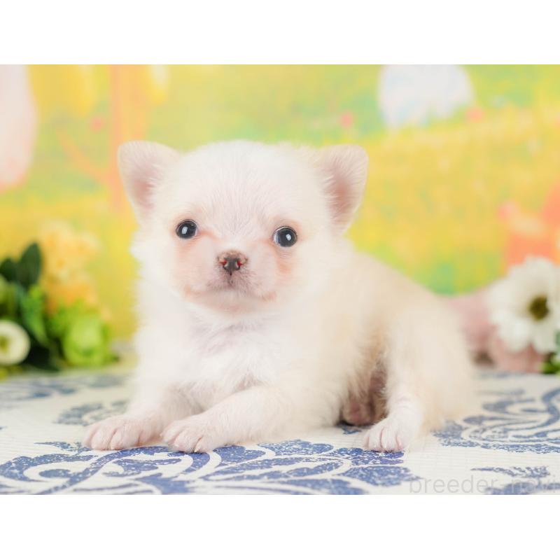 販売中の群馬県のチワワ(ロングコート)-427217の2枚目