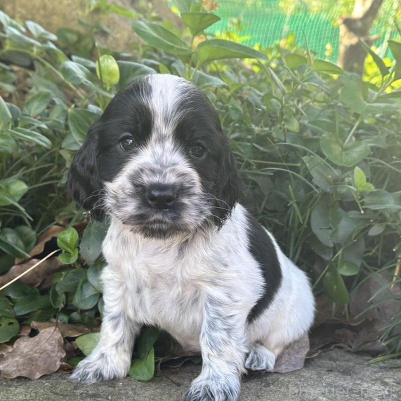 販売中の兵庫県のイングリッシュスプリンガースパニエル-427216の1枚目