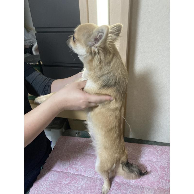 販売中の千葉県のチワワ(ロングコート)-408658の10枚目