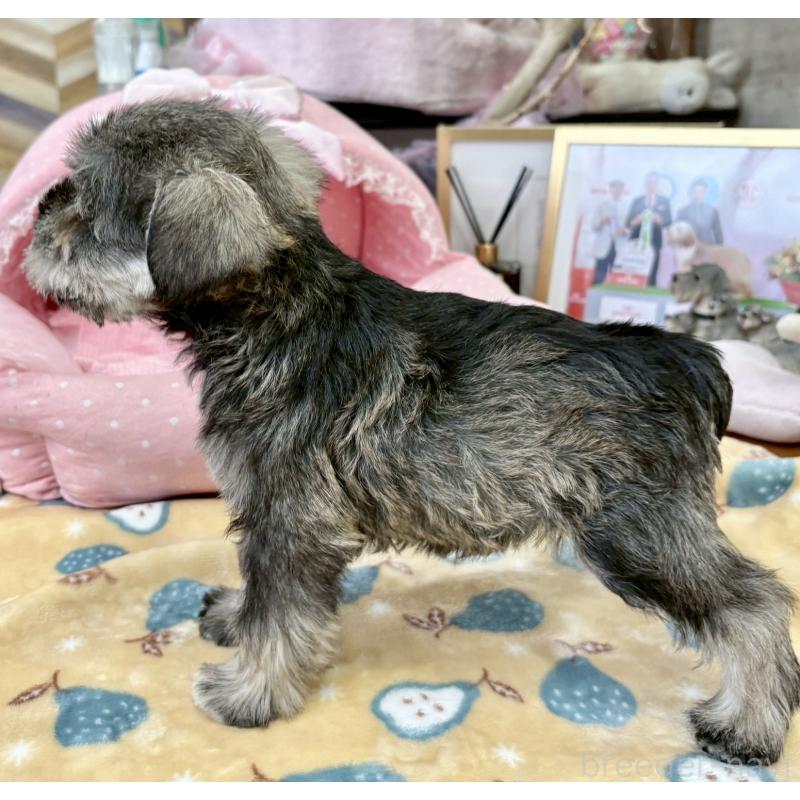 販売中の大阪府のミニチュアシュナウザー-427218の9枚目