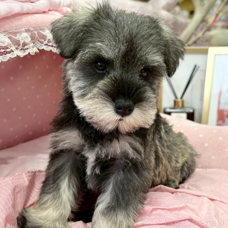 販売中の大阪府のミニチュアシュナウザー-427218の8枚目