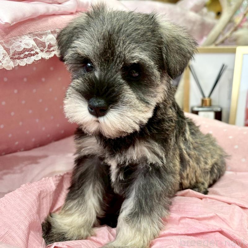 販売中の大阪府のミニチュアシュナウザー-427218の7枚目