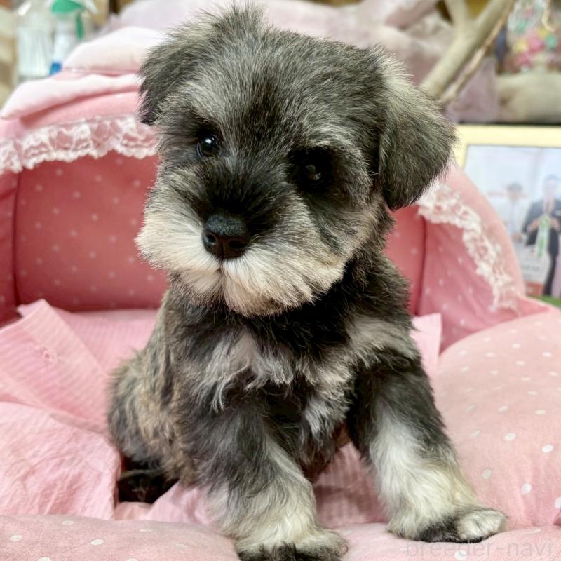 販売中の大阪府のミニチュアシュナウザー-427218の6枚目