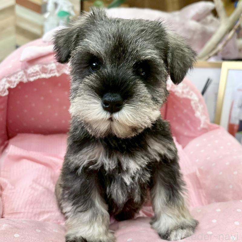 販売中の大阪府のミニチュアシュナウザー-427218の5枚目
