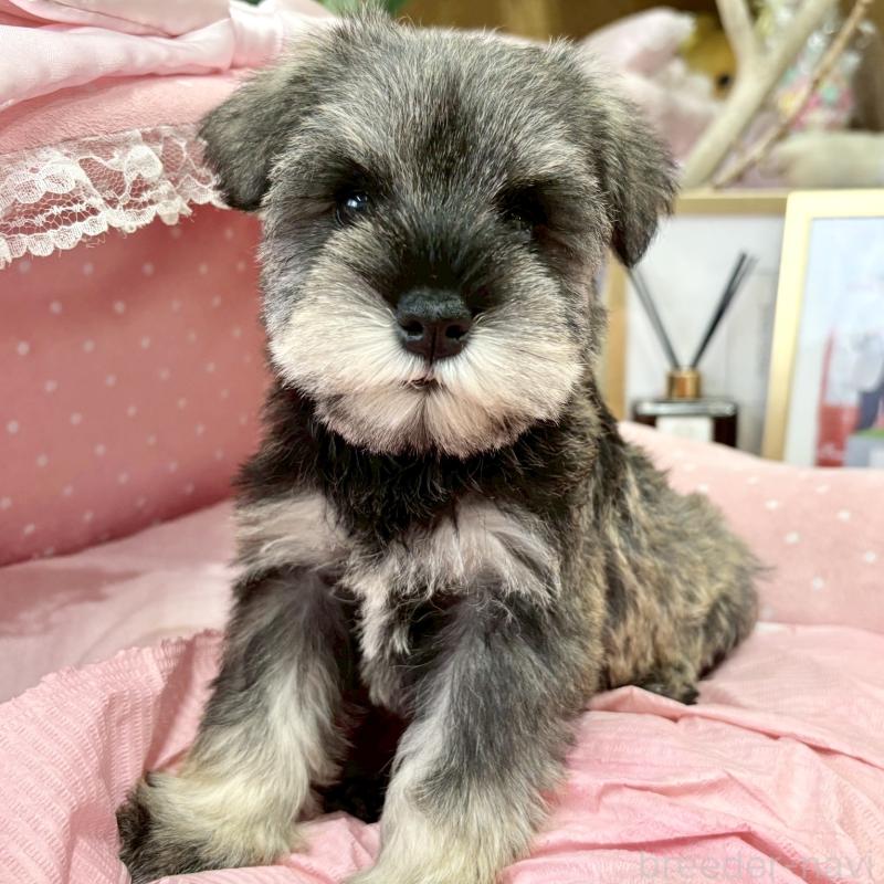 販売中の大阪府のミニチュアシュナウザー-427218の4枚目